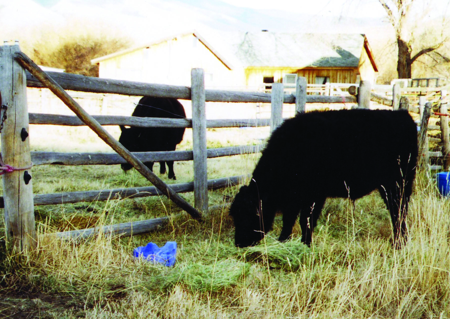 Fenceline Weaning: Low-Stress Weaning Method